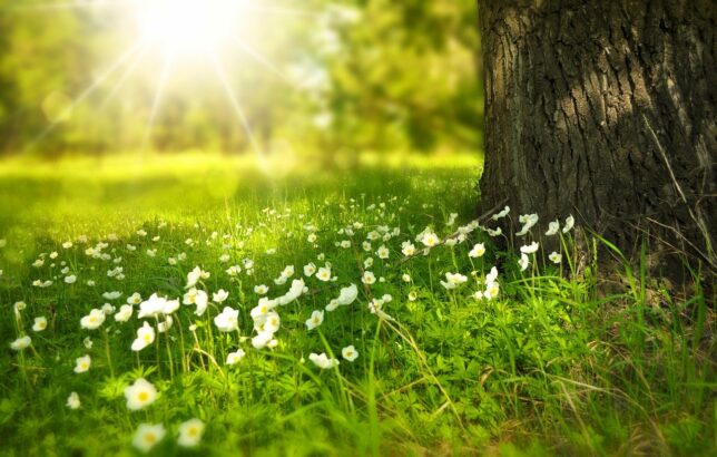 tree, flowers, meadow